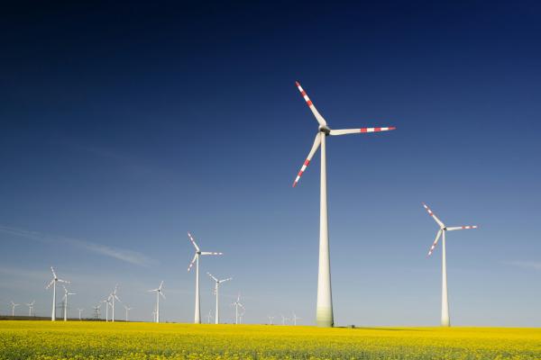 Photo in colour of a wind farm in a yellow field and a clear blue sky